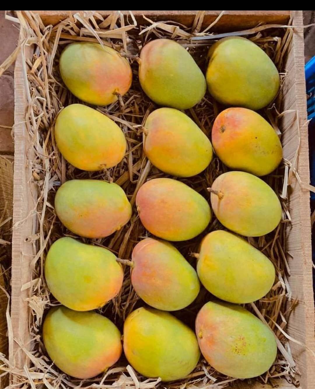 Traditional Kokan speciality Ratnagiri-Devgad Alphonso Mangoes presented in its local setting